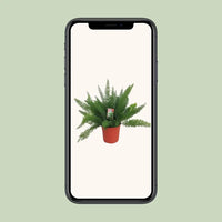 Asperges D. Meyers - Ø27cm - ↕60cm - GREEN OASIS - SHOP Plantes vertes originales livrées à votre domicile