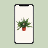 Asperges D. Meyers - Ø27cm - ↕60cm - GREEN OASIS - SHOP Plantes vertes originales livrées à votre domicile