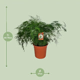 Asperges Setaceus - Ø27cm - ↕70cm - GREEN OASIS - SHOP