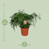 Asperges Setaceus - Ø27cm - ↕70cm - GREEN OASIS - SHOP