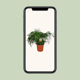 Asperges Setaceus - Ø27cm - ↕70cm - GREEN OASIS - SHOP