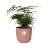 Asperges Setaceus ‘Plumosus’ + pot ELHO Vibes Fold 14 cm rose - GREEN OASIS - SHOP