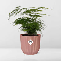Asperges Setaceus ‘Plumosus’ + pot ELHO Vibes Fold 14 cm rose - GREEN OASIS - SHOP