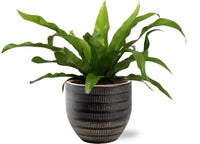 Asplenium Antiquum - Ø12cm - ↕25cm + Beau Pot D14x13cm - Noir - GREEN OASIS - SHOP