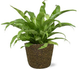 Asplenium Antiquum - Ø17cm - ↕45cm + Pot Selin D18x16cm - Noir - GREEN OASIS - SHOP Plantes vertes originales livrées à votre domicile