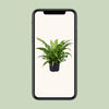 Asplenium Antiquum - Ø23cm - ↕60cm - GREEN OASIS - SHOP Plantes vertes originales livrées à votre domicile
