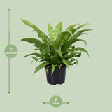 Asplenium Antiquum - Ø23cm - ↕60cm - GREEN OASIS - SHOP Plantes vertes originales livrées à votre domicile