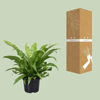 Asplenium Antiquum - Ø23cm - ↕60cm - GREEN OASIS - SHOP