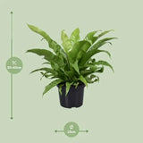 Asplenium Antiquum - Ø23cm - ↕60cm - GREEN OASIS - SHOP