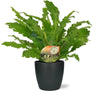 Asplenium Campio - Ø17cm - ↕50cm + Pot Brussels D18x17cm - anthracite - GREEN OASIS - SHOP