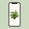 Asplenium Nidus Crissie - Ø23cm - ↕55cm - GREEN OASIS - SHOP Plantes vertes originales livrées à votre domicile
