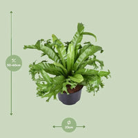 Asplenium Nidus Crissie - Ø23cm - ↕55cm - GREEN OASIS - SHOP