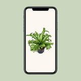 Asplenium Nidus Crissie - Ø23cm - ↕55cm - GREEN OASIS - SHOP
