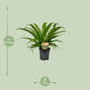 Asplenium Osaka - Ø17cm - ↕40cm Everspring