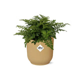 Asplenium Parvati + pot ELHO Vibes Fold 14 cm jaune Everspring
