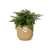 Asplenium Parvati + pot ELHO Vibes Fold 14 cm jaune Everspring