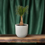 Beaucarnea Nolina - Ø19 ↕60 Everspring