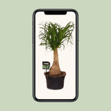 Beaucarnea Nolina - Ø19 ↕60 Everspring