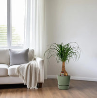 Beaucarnea Nolina - Ø19cm - ↕60cm Everspring