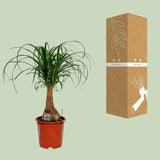 Beaucarnea Nolina - Ø19cm - ↕60cm Everspring