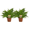 Blechnum Silver Lady - 2 pièces - Ø17cm - ↕50cm - GREEN OASIS - SHOP