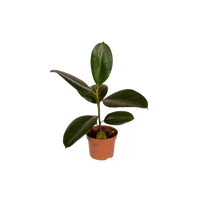 Boîte MIX de plantes pour extérieur - Ø12cm - 10x Everspring