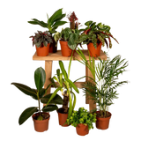Boîte MIX de plantes pour extérieur - Ø12cm - 10x Everspring