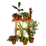 Boîte MIX de plantes pour extérieur - Ø12cm - 8x Everspring