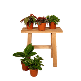 Boîte surprise - Ø12cm - ↕25cm - x5 Everspring