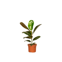 Boîte surprise - Ø12cm - ↕25cm - x6 Everspring