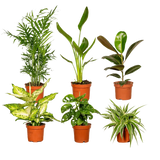 Boîte surprise - Ø12cm - ↕25cm - x6 Everspring