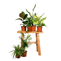 Boîte surprise - Ø12cm - ↕25cm - x6 Everspring