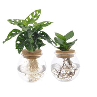 Bolglas Duo Monstera Adansonii/Clusia - 2 pièces - Ø12cm - ↕30 cm - GREEN OASIS - SHOP Plantes vertes originales livrées à votre domicile
