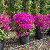 Bougainvillier Sanderiana Piramide - 1 pièce - Ø17cm - ↕70cm - GREEN OASIS - SHOP Plantes vertes originales livrées à votre domicile