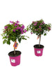 Bougainvillier Sanderiana sur tronc - 1 pièce - Ø17cm - ↕55cm - GREEN OASIS - SHOP