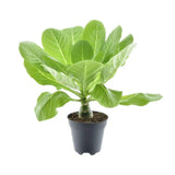 Brighamia Insignis 'Palmier d'Hawaï' P12 - Ø12cm - ↕37cm - GREEN OASIS - SHOP Plantes vertes originales livrées à votre domicile