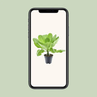 Brighamia Insignis 'Palmier d'Hawaï' P12 - Ø12cm - ↕37cm - GREEN OASIS - SHOP Plantes vertes originales livrées à votre domicile