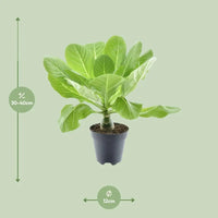 Brighamia Insignis 'Palmier d'Hawaï' P12 - Ø12cm - ↕37cm - GREEN OASIS - SHOP Plantes vertes originales livrées à votre domicile