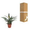 Bromélia Ananas - Ø12cm - ↕30cm Everspring