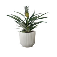 Bromélia Ananas - Ø12cm - ↕30cm Everspring