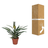 Bromélia Ananas - Ø12cm - ↕30cm Everspring