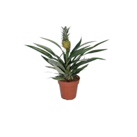 Bromélia Ananas - Ø12cm - ↕30cm Everspring