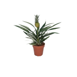 Bromélia Ananas - Ø12cm - ↕30cm Everspring