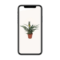 Bromélia Ananas - Ø12cm - ↕30cm Everspring