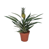 Bromélia Ananas - Ø12cm - ↕30cm Everspring