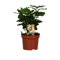 Caféier Arabica - Ø12cm - ↕25cm Everspring