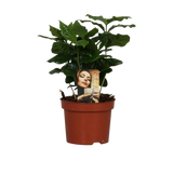 Caféier Arabica - Ø12cm - ↕25cm Everspring
