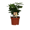 Caféier Arabica - Ø12cm - ↕25cm Everspring