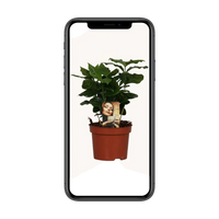 Caféier Arabica - Ø12cm - ↕25cm Everspring