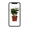 Caféier Arabica - Ø12cm - ↕25cm Everspring